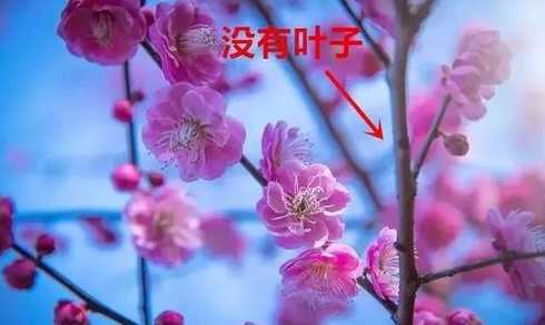 梅花开花为什么没有叶 梅花为什么没有叶子