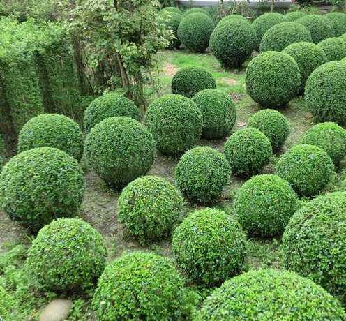 校园苗圃都用什么树苗 学校植树节活动总结