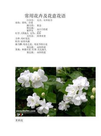 花语的意思是什么意思 花语的意思