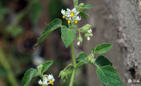 小花龙葵什么时候开花 龙葵什么时候开花