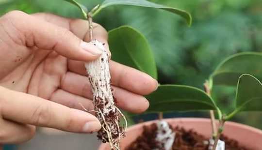 生根粉怎么栽茶花小苗 茶花压条多久生根