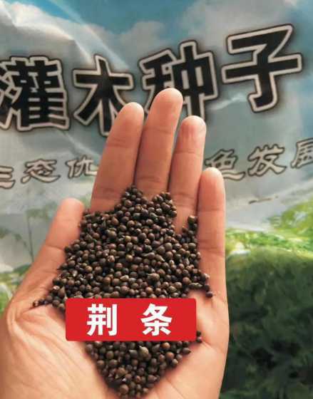 一平方高羊茅多少种子 高羊茅草籽,一公斤可以播种几平方