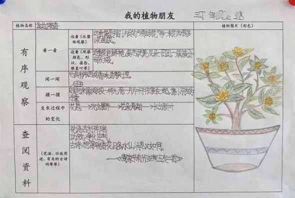 观察植物看外观是什么 观察植物作文