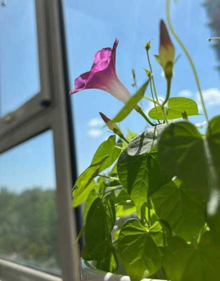 牵牛花在什么时候花开 牵牛花是什么时候开花的