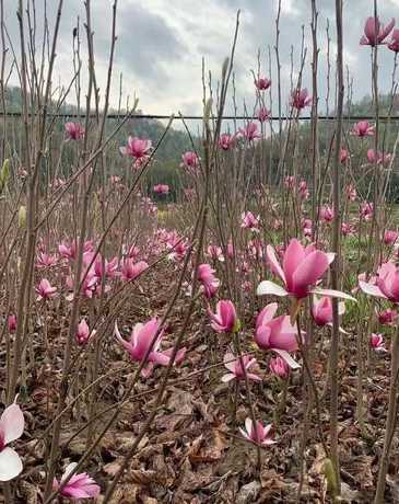 玉兰花树什么时候落叶 玉兰花树什么时候栽植好