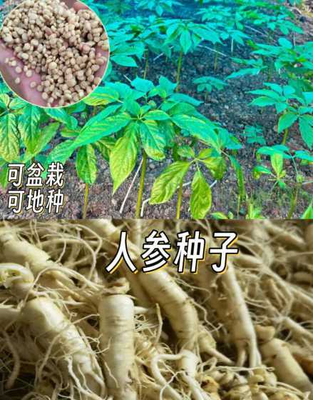 种植人参什么时候下种 人参种植技术与栽培管理,人参种子怎么种植几月份下种