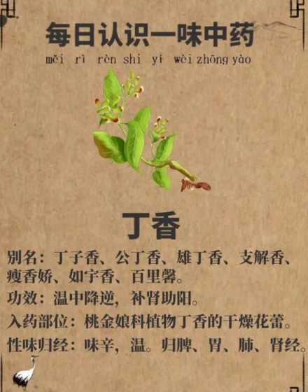 种植丁香有什么讲究吗 丁香花怎么种植会生长比较好呢