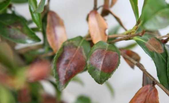 盆栽茶花掉叶子怎么办 茶花掉叶子怎么办