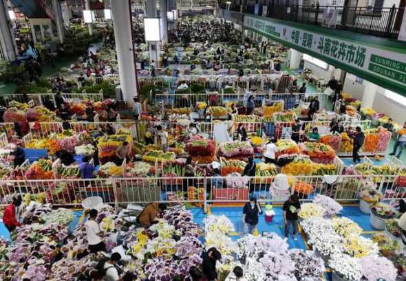 昆明花市主要有什么 昆明的斗南花市什么时候去最多鲜花,最热闹