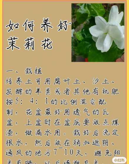 茉莉花怎么养怎么浇水 茉莉花怎么养