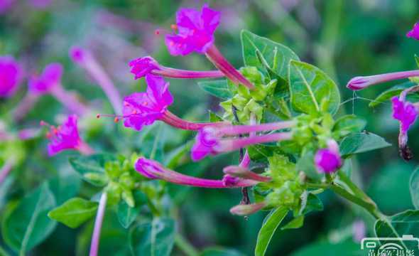 茉莉开什么颜色的花朵 茉莉花花蕊是什么颜色