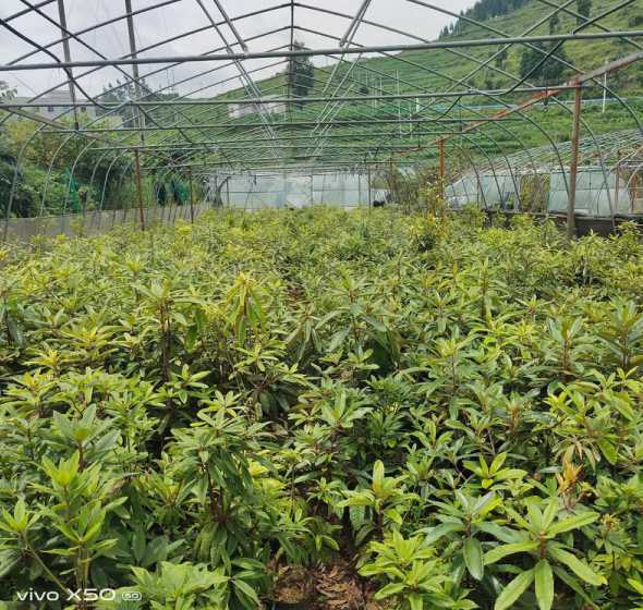 北方怎么种植高山杜鹃 怎样种杜鹃花(杜鹃花的种植和养护)