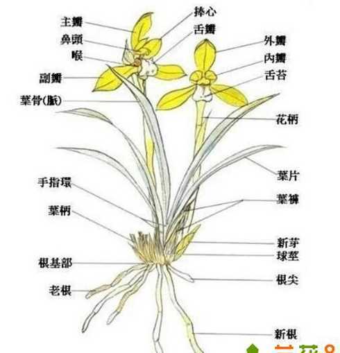 兰花的花期由什么组成 兰花什么时候发芽