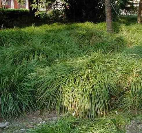 矮麦冬是是什么季节的 矮麦冬什么季节移栽好