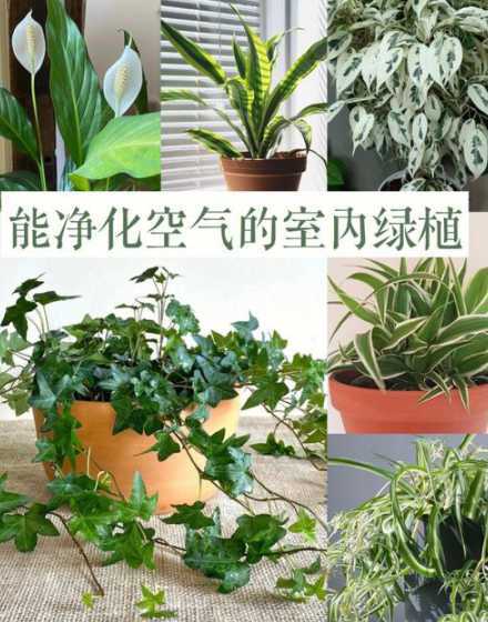 植物是怎么净化空气的 植物为什么可以净化空气 具体一些