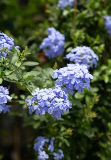 蓝雪花分类成什么植物 植物百科:蓝雪花