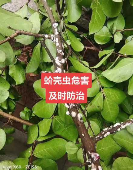 什么植物容易生介壳虫 介壳虫类害虫主要为害哪些植物