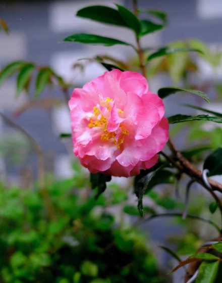 茶梅花花蕾太少为什么 为什么茶梅结了花蕾不开花