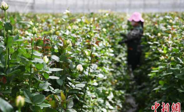 食用玫瑰什么时候修枝 玫瑰花怎么修枝