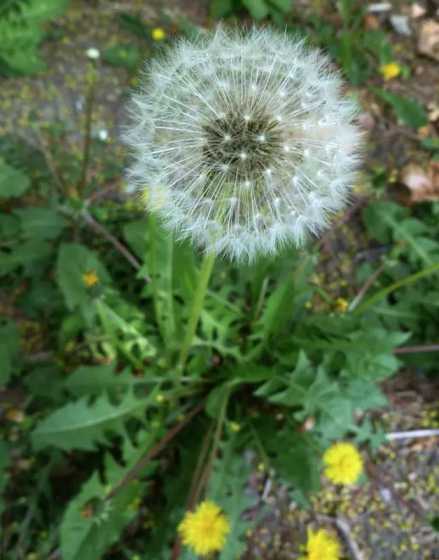 蒲公英没开花时叫什么 蒲公英没有开花时是什么样子的,描写,图片,