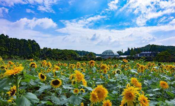 湖南的花草基地在哪里 南昌东湖区花市在哪里(附具体地址)