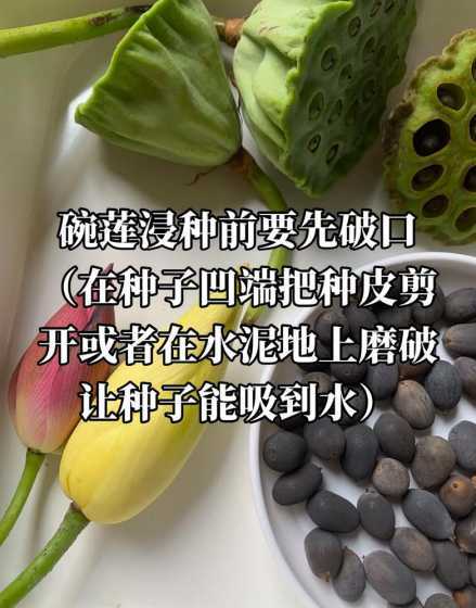 碗莲种子多久会发芽吗 我买了碗莲的种子,要多久才发芽啊