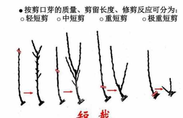 盆栽苹果冬天怎么修剪 盆栽苹果树冬天怎么办