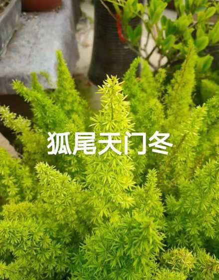 天门冬植物有什么作用 天门冬是什么植物