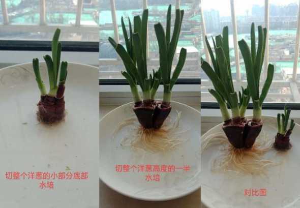 洋葱室内怎么种植方法 洋葱的种植方法