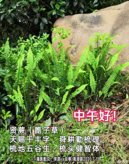 种蕨类植物有什么好处 蕨类植物对身体有什么好处