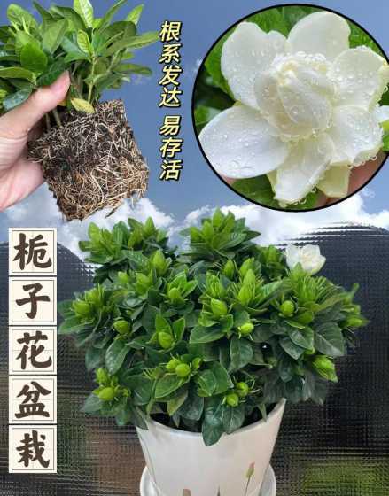 刚移植的栀子花怎么养 栀子花从山上移植回来该怎样照顾