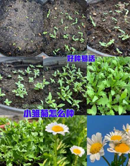 盆栽雏菊怎么种植方法 雏菊花种植步骤详解