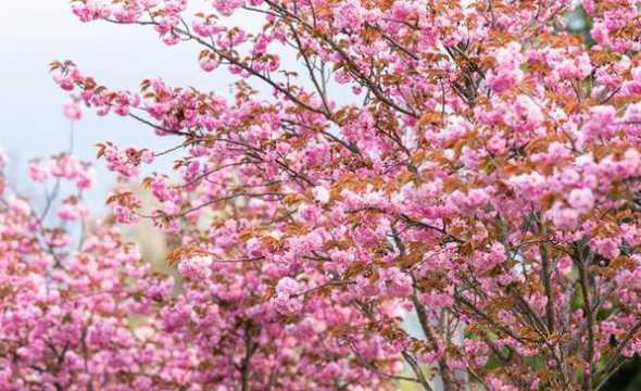 桃花在什么季节开花吗 桃花一般在什么季节开