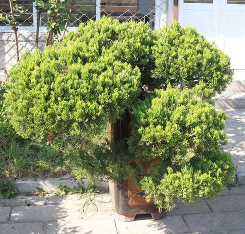 龟甲冬青用什么土栽好 龟甲冬青是一种什么植物