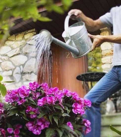 怎么样是正确给花浇水 茉莉花如何正确浇水,各个季节都一样吗