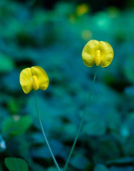 什么花种种出来象豆芽 豆芽分几种