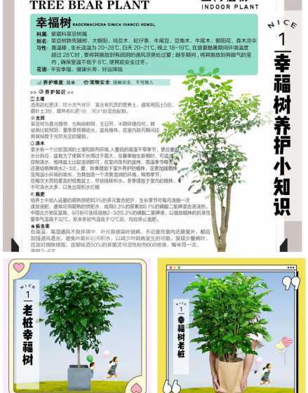 幸福树怎么样才能开花 幸福树养几年能开花