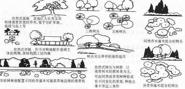 自然式栽植有什么功能 规则式配置的中心植和自然式配置的孤植有何异同点