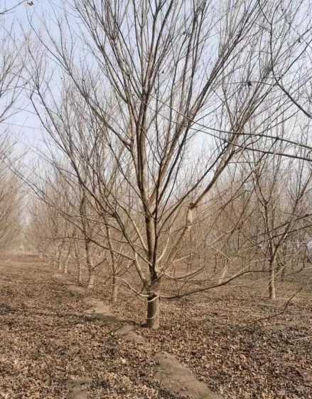 五角风树的价格是多少 移栽野生五角枫的种植方法