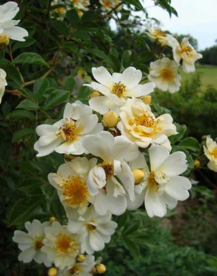 丰花月季属于什么植物 丰花月季、大花月季、切花月季、藤本月季怎么区分