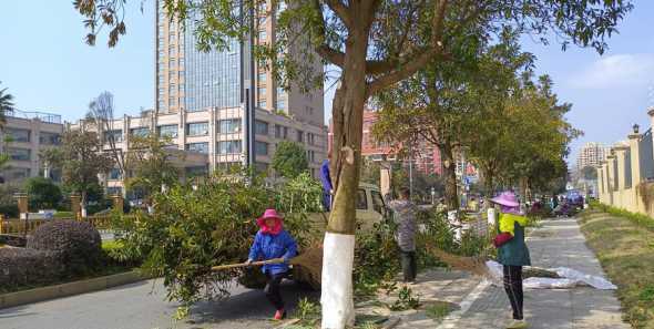 春天什么时间修剪树枝 春季修剪树木最佳时间(树木修剪在什么季节最合适)