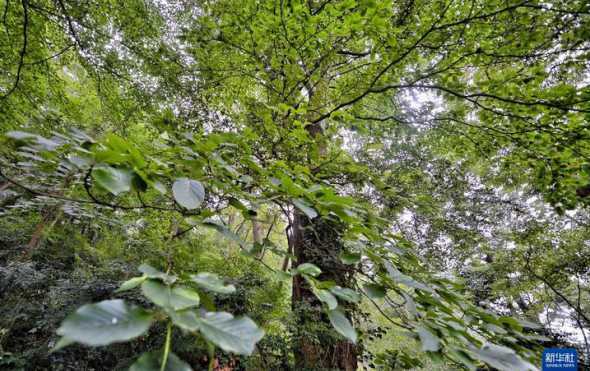 四川省适合种什么果树 四川盆地适合种植什么果树