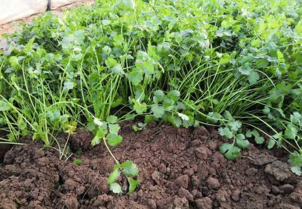 室内种香菜需要什么土 盆栽种植香菜需要怎么做种植时有哪些注意事项吗