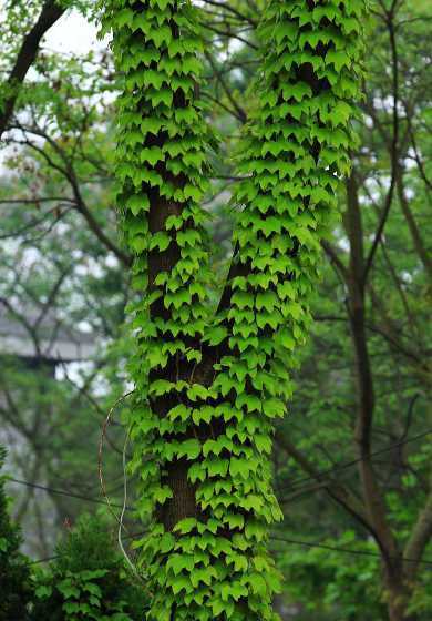 为什么植物取名爬山虎 为什么有一种植物叫“爬山虎”