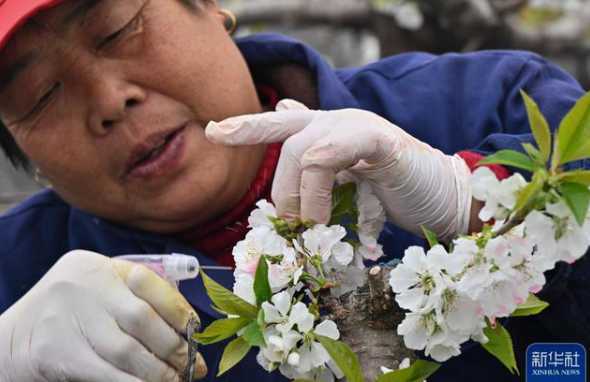 盆栽樱桃怎么人工授粉 盆栽樱桃树开花了怎么授粉