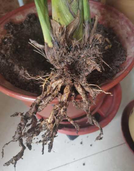 花根烂了怎么补救最快 花草烂根怎么办