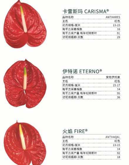 红掌花期过后怎么处理 红掌的花期过后怎么办