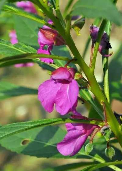 凤仙花花瓣变白为什么 凤仙花的花瓣为什么能染色