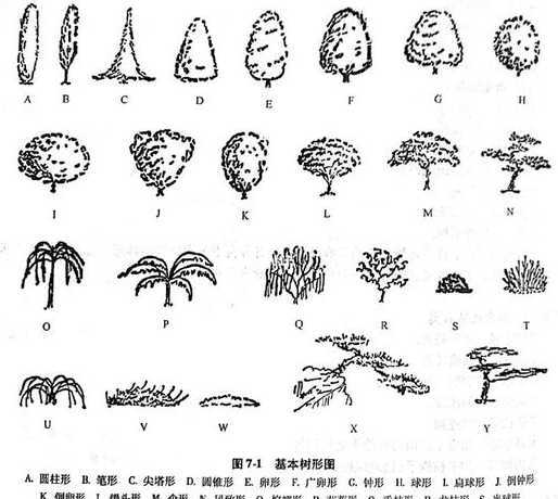 乔木的树形主要有哪些 乔木有哪些
