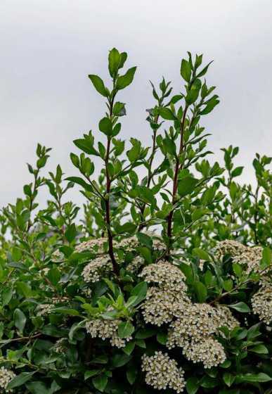 平枝荀子属于什么植物 平枝栒子和平枝荀子是同一种 植物吗